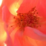 Sacred Pink Rose